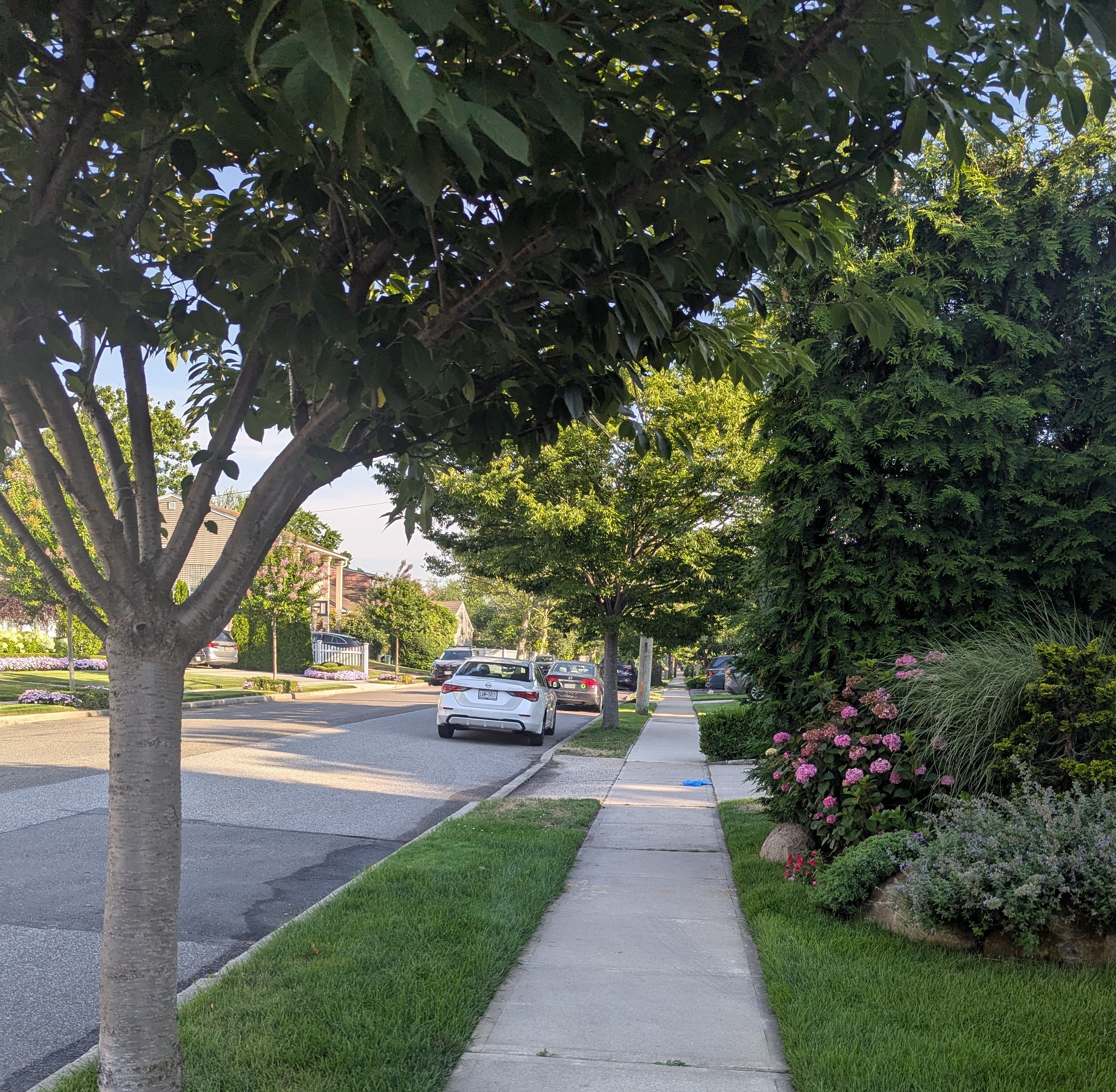 Sunny sidewalk lined with mature trees in Cedarhurst, NY