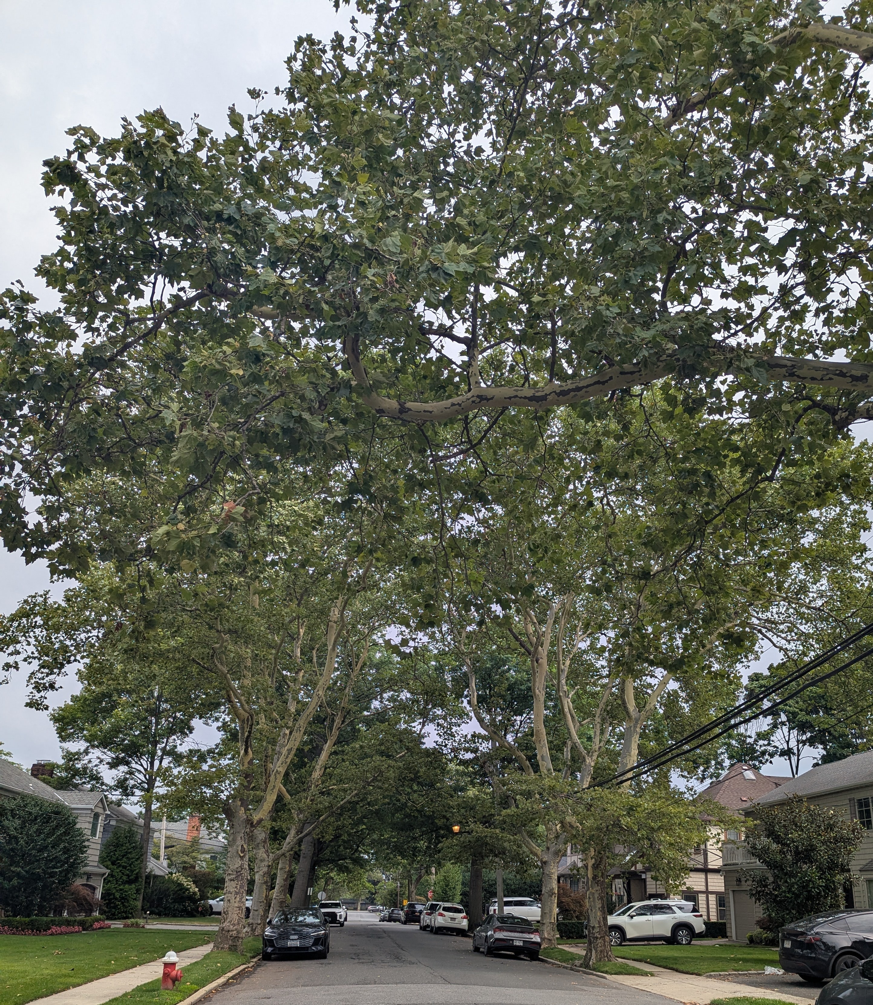 Canopy of large trees arching over a quiet Cedarhurst street